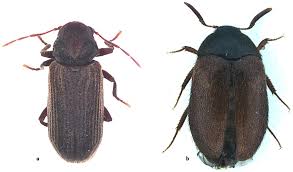 Attēlu rezultāti vaicājumam “Attagenus smirnovi”