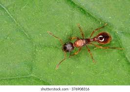 Attēlu rezultāti vaicājumam “Myrmica rubra”