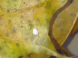 Attēlu rezultāti vaicājumam “Aleurochiton aceris”