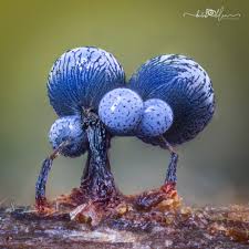 Attēlu rezultāti vaicājumam “Cribraria sp.”