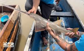 Image result for Pristis pristis