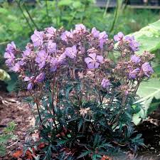 Image result for Geranium pratense