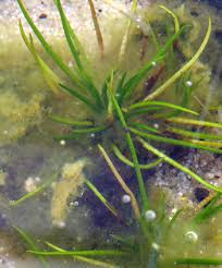 Attēlu rezultāti vaicājumam “Isoetes lacustris leaf”