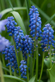 Attēlu rezultāti vaicājumam “Muscari neglectum”