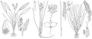 Attēlu rezultāti vaicājumam “Scheuchzeriaceae”