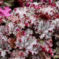 Image result for Heuchera Metallica