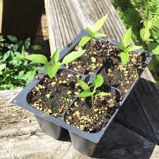 Afbeeldingsresultaat voor california wonder 300 sweet pepper