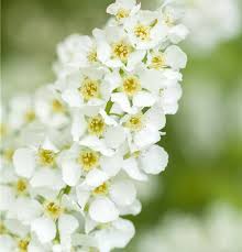 Attēlu rezultāti vaicājumam “Prunus padus var. roseiflora flower”