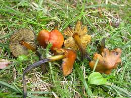 Attēlu rezultāti vaicājumam “Hygrocybe pseudoconica”