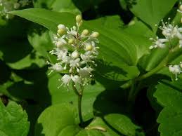 Attēlu rezultāti vaicājumam “Maianthemum bifolium”