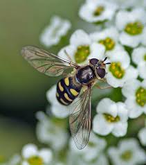 Attēlu rezultāti vaicājumam “Eupeodes nielseni”