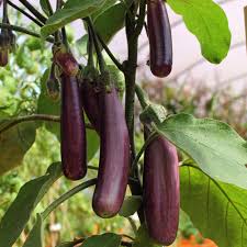 Afbeeldingsresultaat voor slim jim eggplant
