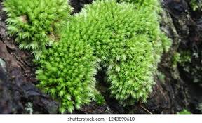 Attēlu rezultāti vaicājumam “Dichodontium pellucidum macro”