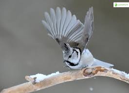 Attēlu rezultāti vaicājumam “Lophophanes cristatus adult”