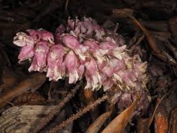 Attēlu rezultāti vaicājumam “Lathraea squamaria flower”