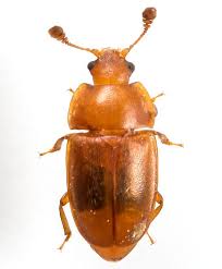 Attēlu rezultāti vaicājumam “Epuraea sp.”