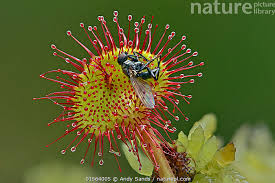Attēlu rezultāti vaicājumam “Drosera rotundifolia leaf”