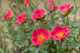 Attēlu rezultāti vaicājumam “Potentilla”