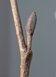 Attēlu rezultāti vaicājumam “Alnus glutinosa bud”