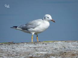 Image result for Chroicocephalus genei