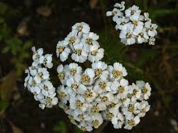 Attēlu rezultāti vaicājumam “Achillea millefolium bud”