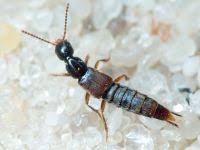 Attēlu rezultāti vaicājumam “Acupalpus flavicollis”