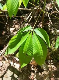 Attēlu rezultāti vaicājumam “Aesculus flava leaf”