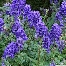 Attēlu rezultāti vaicājumam “Aconitum napellus flower”
