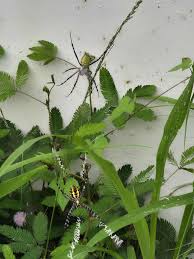 Image result for pheega