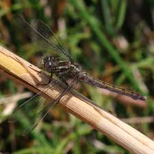 Attēlu rezultāti vaicājumam “Orthetrum brunneum”