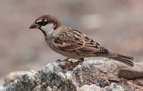 Image result for Passer hispaniolensis