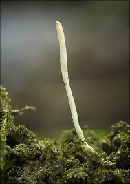 Attēlu rezultāti vaicājumam “Eocronartium muscicola”