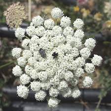 Attēlu rezultāti vaicājumam “Daucus carota subsp. carota”