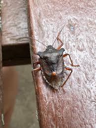 Attēlu rezultāti vaicājumam “Pentatoma rufipes”