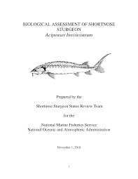 Image result for Huso brevirostrum