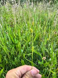 Attēlu rezultāti vaicājumam “Carex pulicaris”