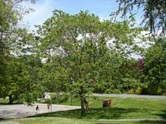 Attēlu rezultāti vaicājumam “Juglans ailanthifolia”