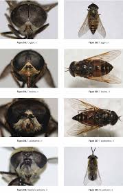 Attēlu rezultāti vaicājumam “Heptatoma pellucens”