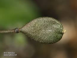 Attēlu rezultāti vaicājumam “Erophila verna fruit”