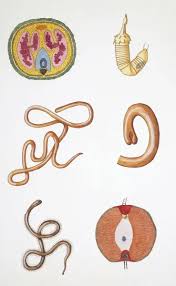 Attēlu rezultāti vaicājumam “Nematomorpha”