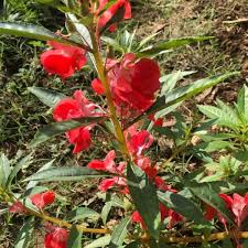 Attēlu rezultāti vaicājumam “Balsaminaceae”