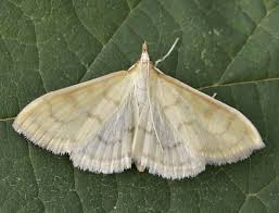 Attēlu rezultāti vaicājumam “Paratalanta hyalinalis”