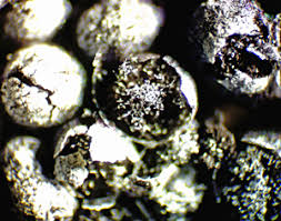 Attēlu rezultāti vaicājumam “Physarum pseudoalexandrowiczii sessile”