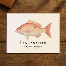 Image result for Lutjanus synagris