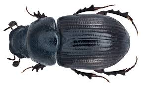 Attēlu rezultāti vaicājumam “Aphodius subterraneus”