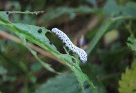 Attēlu rezultāti vaicājumam “Tenthredo scrophulariae larva”
