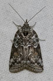 Attēlu rezultāti vaicājumam “Nycteola degenerana”