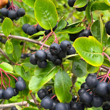 Attēlu rezultāti vaicājumam “Aronia melanocarpa fruit”