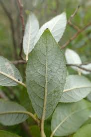 Attēlu rezultāti vaicājumam “Salix myrsinifolia leaf”