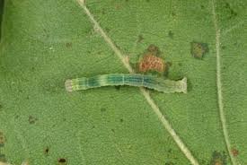 Attēlu rezultāti vaicājumam “Cyclophora annularia”